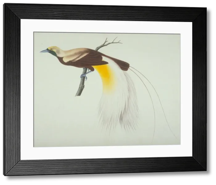 Framed Print : Paradisaea apoda, greater bird-of-paradise Framed Print : Paradisaea apoda, greater bird-of-paradise