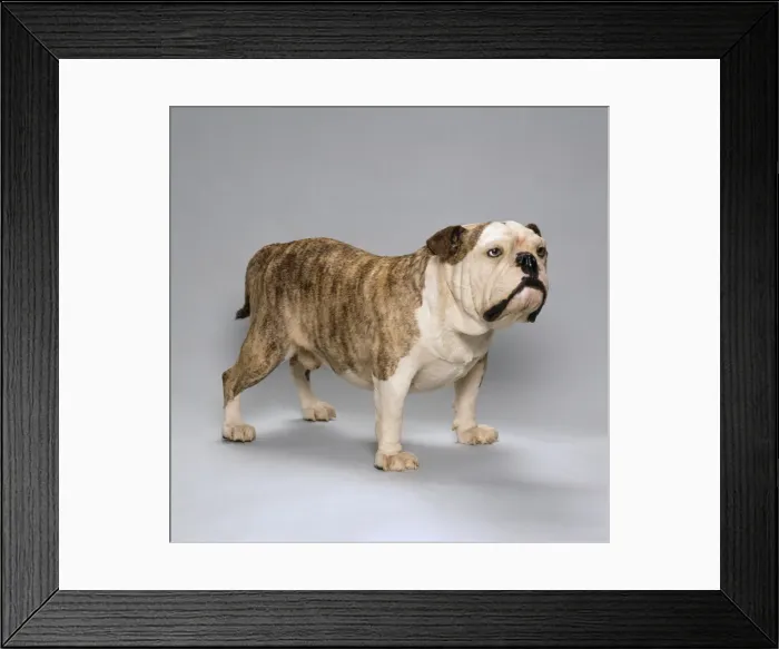 Framed Print : Canis lupus familiaris, dog Framed Print : Canis lupus familiaris, dog