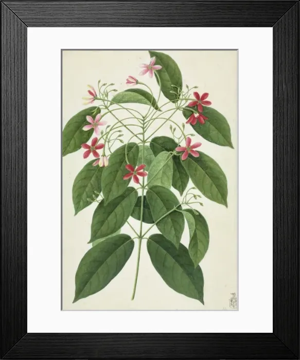 Framed Print : Ixora sp. Plate 451 from the John Reeves Collection of Botanical Drawings Framed Print : Ixora sp. Plate 451 from the John Reeves Collection of Botanical Drawings