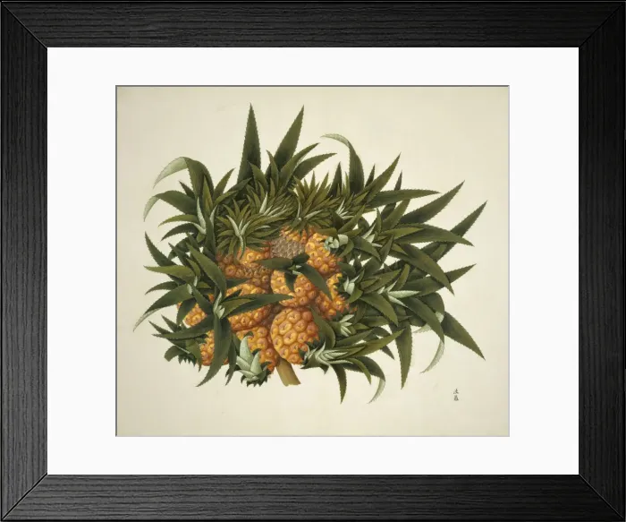 Framed Print : Flower Illustration from the Reeves Collection Framed Print : Flower Illustration from the Reeves Collection