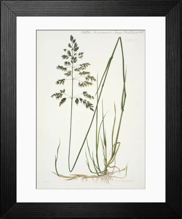 Framed Print : Poa pratensis, smooth meadow-grass Framed Print : Poa pratensis, smooth meadow-grass