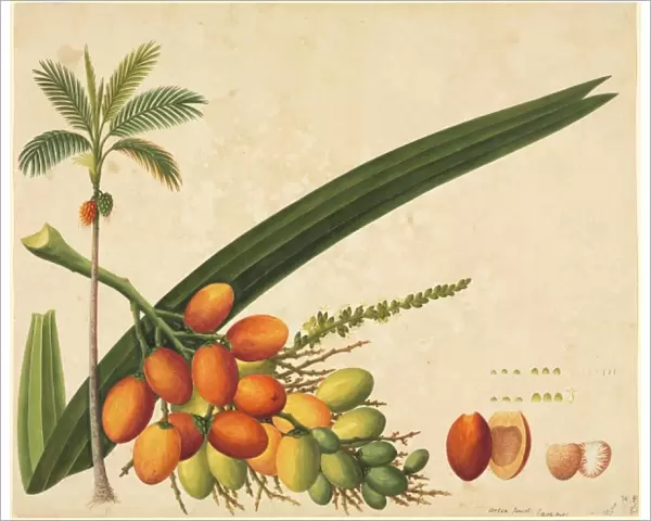 Areca sp. Plate 987 from the John Reeves Collection of Botanical Drawings