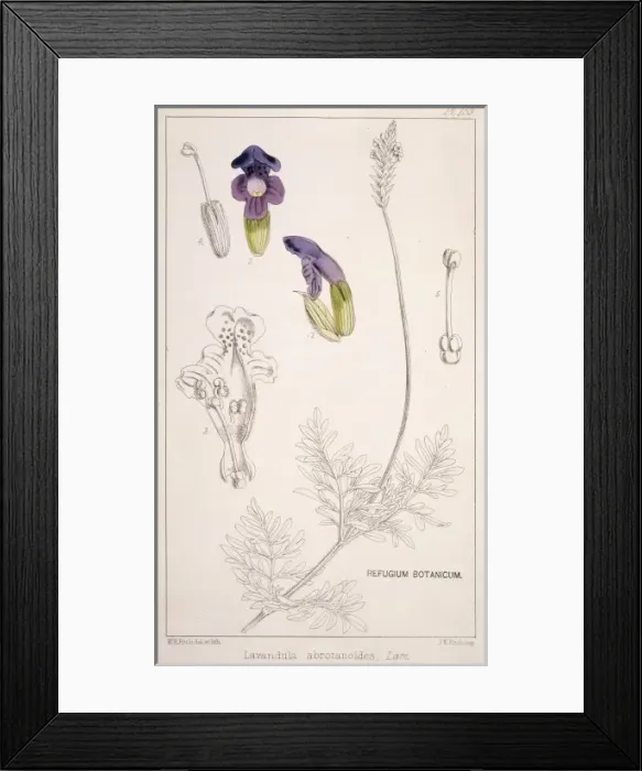 Framed Print : Lavandula abrotanoides, lavender