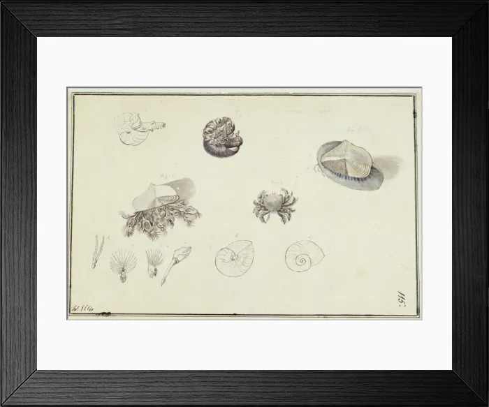 Framed Print : Collection of sea creatures Framed Print : Collection of sea creatures