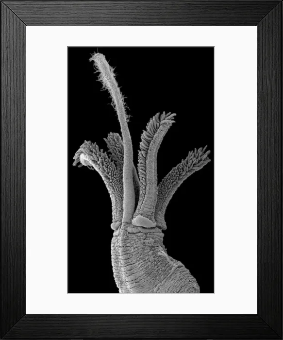 Framed Print : Osedax mucofloris, North sea marine worm Framed Print : Osedax mucofloris, North sea marine worm
