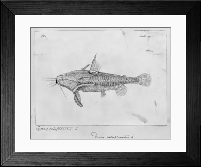 Framed Print : Acanthodoras cataphractus, spiny catfish Framed Print : Acanthodoras cataphractus, spiny catfish