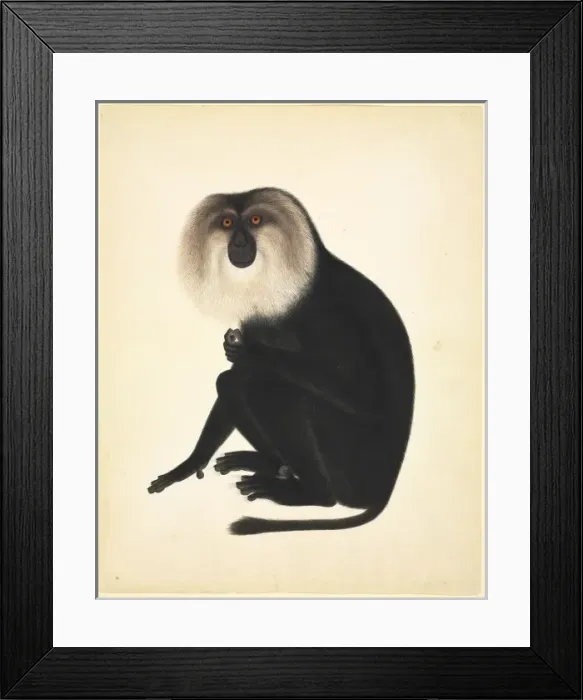 Framed Print : Plate 73 of the Reeves Collection (Zoology) Framed Print : Plate 73 of the Reeves Collection (Zoology)