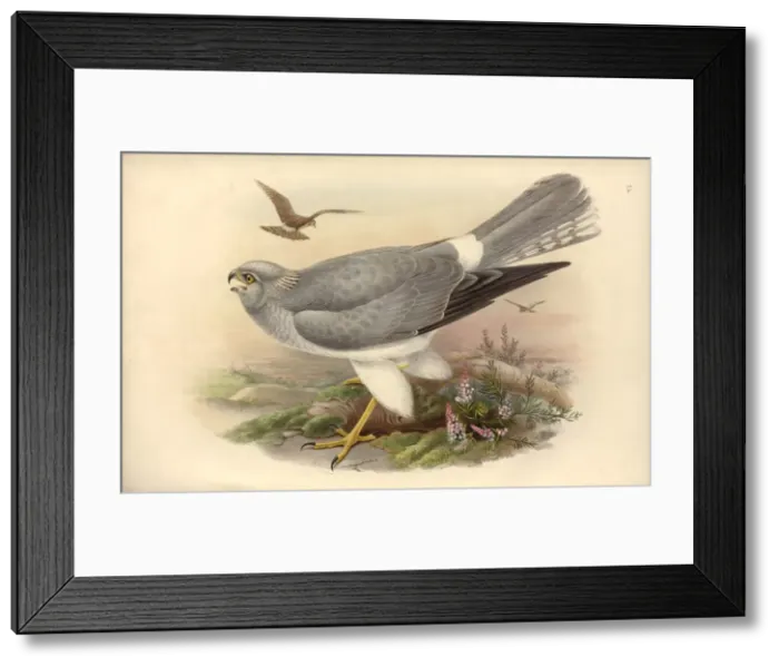 Framed Print : Circus cyaneus, hen harrier Framed Print : Circus cyaneus, hen harrier