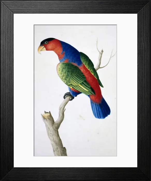 Framed Print : Lorius lory, black-capped lory Framed Print : Lorius lory, black-capped lory
