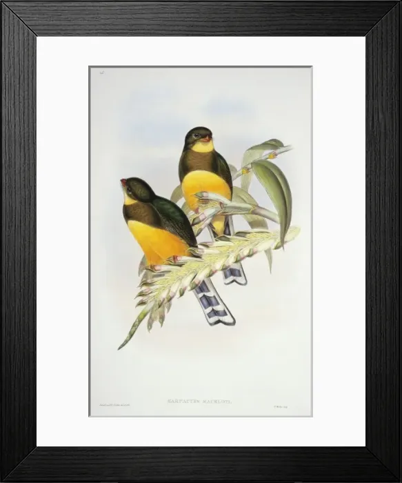 Framed Print : Harpactes reinwardtii mackloti, red-billed trogon Framed Print : Harpactes reinwardtii mackloti, red-billed trogon