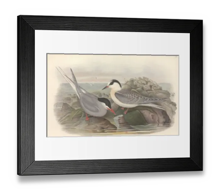 Framed Print : Sterna paradisaea, Arctic tern Framed Print : Sterna paradisaea, Arctic tern