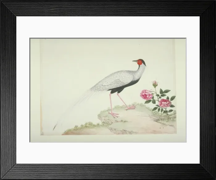 Framed Print : Lophura nycthemera, silver pheasant Framed Print : Lophura nycthemera, silver pheasant