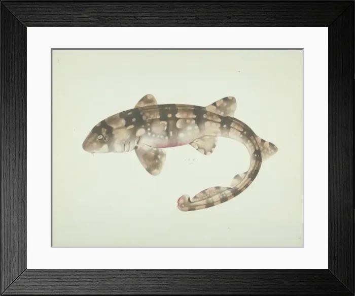 Framed Print : LS Plate 181 from the John Reeves Collection Framed Print : LS Plate 181 from the John Reeves Collection