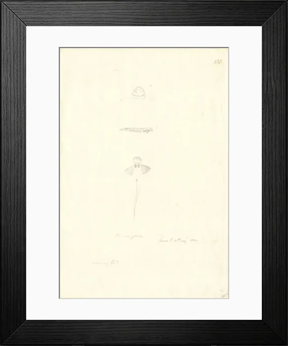Framed Print : Andamia amphibius, suckerlip blenny Framed Print : Andamia amphibius, suckerlip blenny