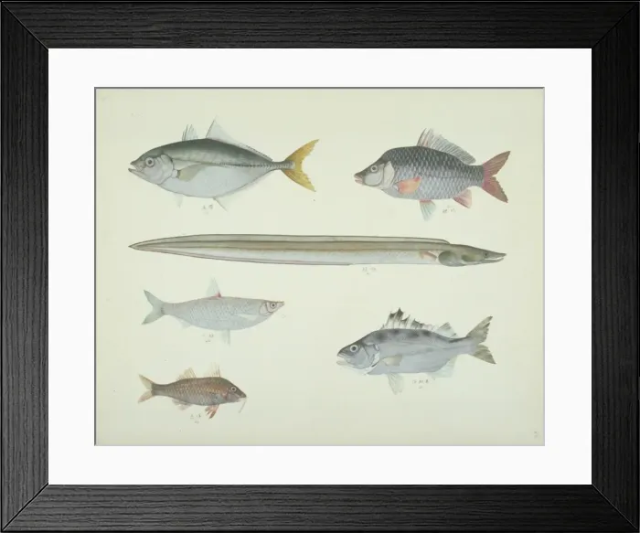 Framed Print : LS Plate 168 from the John Reeves Collection Framed Print : LS Plate 168 from the John Reeves Collection