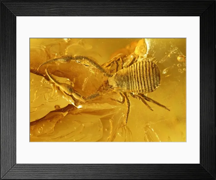 Framed Print : Pseudoscorpion in Baltic amber Framed Print : Pseudoscorpion in Baltic amber