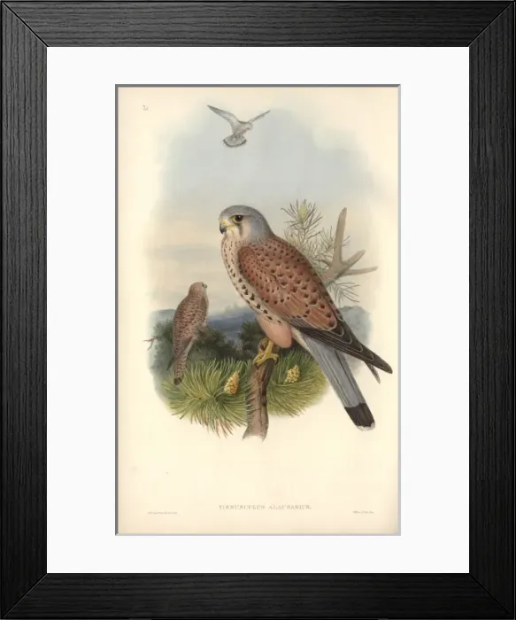 Framed Print : Falco tinnunculus, common kestrel Framed Print : Falco tinnunculus, common kestrel