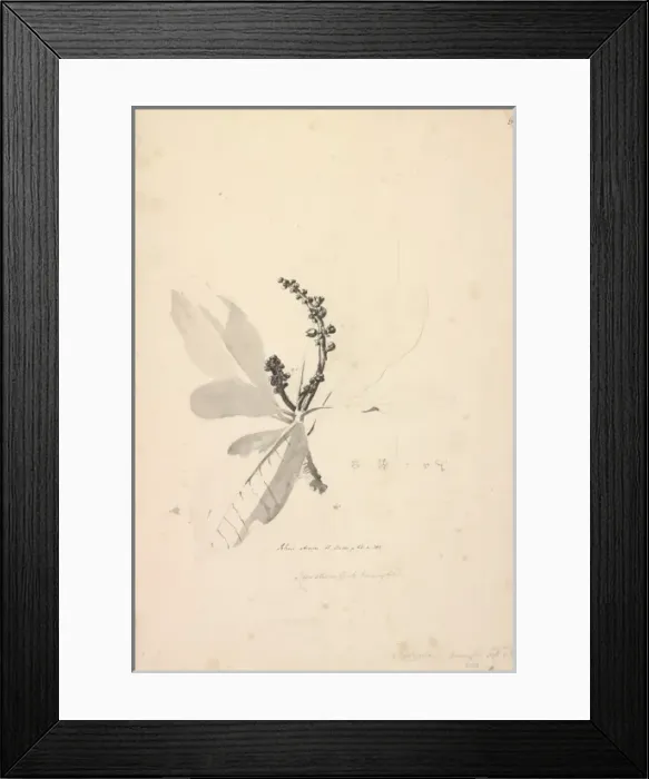 Framed Print : Rhus artrum Framed Print : Rhus artrum