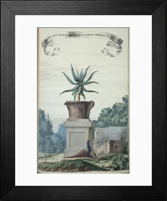 Framed Print : Aloe Afr: Caulescens Fol Glaucis Framed Print : Aloe Afr: Caulescens Fol Glaucis