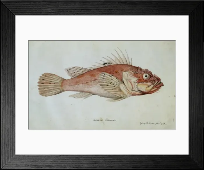 Framed Print : Scorpaena porcus, black scorpionfish Framed Print : Scorpaena porcus, black scorpionfish