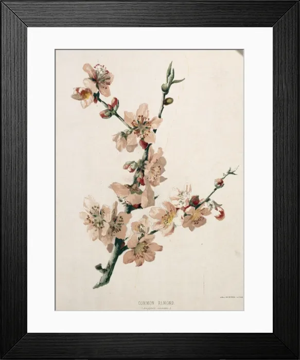 Framed Print : Amygdalis communis, common almond Framed Print : Amygdalis communis, common almond