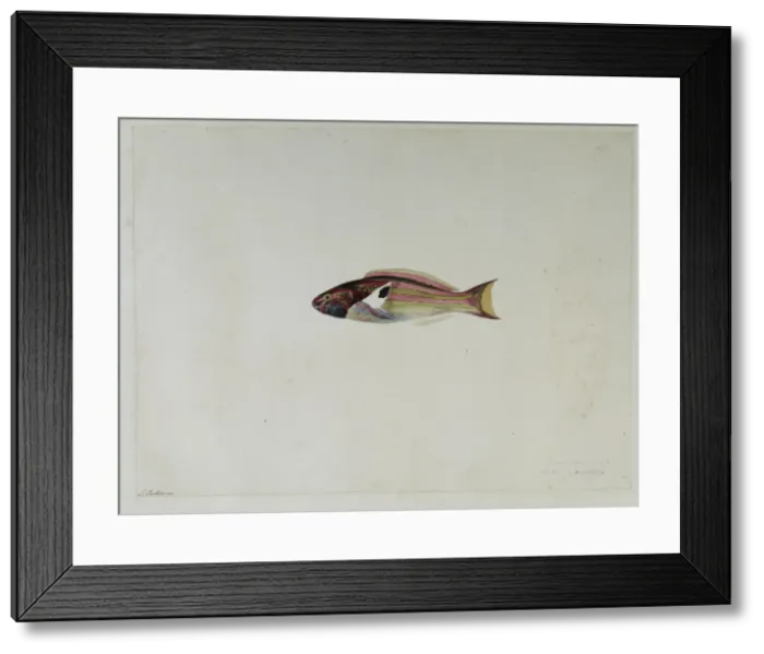 Framed Print : Thalassoma quinquevittata, fivestripe wrasse Framed Print : Thalassoma quinquevittata, fivestripe wrasse