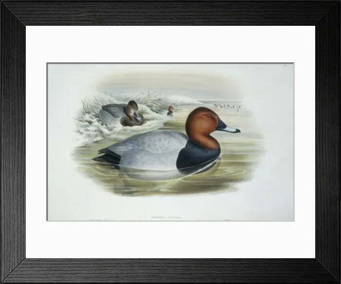 Framed Print : Aythya ferina, common pochard Framed Print : Aythya ferina, common pochard