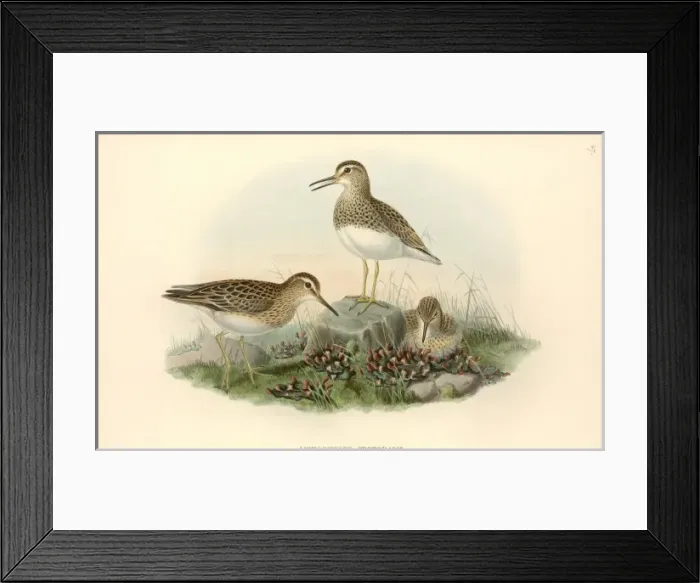 Framed Print : Calidris melanotos, pectoral sandpiper Framed Print : Calidris melanotos, pectoral sandpiper