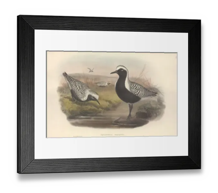 Framed Print : Pluvialis squatarola, grey plover Framed Print : Pluvialis squatarola, grey plover
