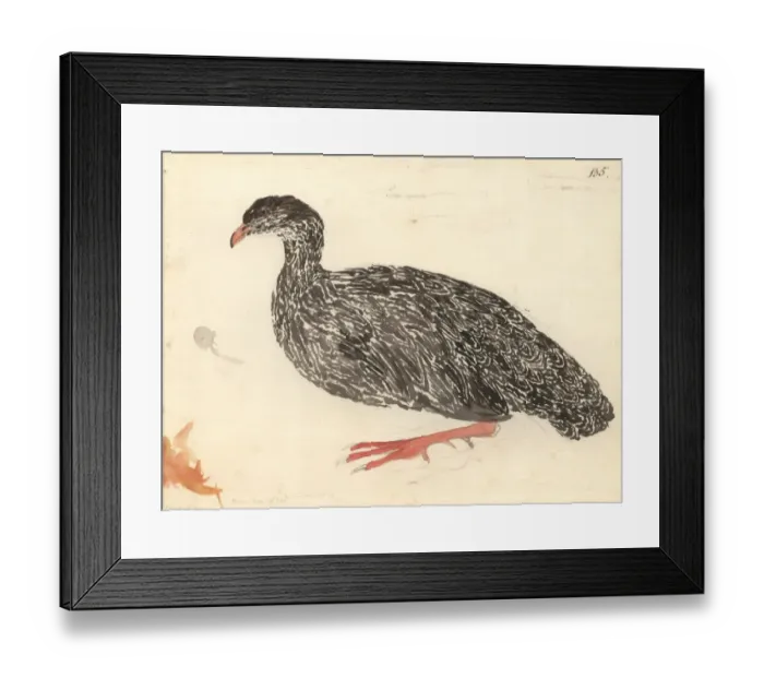 Framed Print : Francolinus capensis, Cape francolin Framed Print : Francolinus capensis, Cape francolin