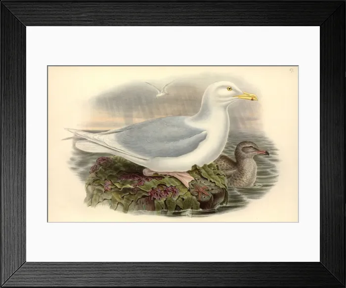 Framed Print : Larus hyperboreus, glaucous gull Framed Print : Larus hyperboreus, glaucous gull