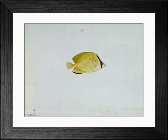 Framed Print : Chaetodon citrinellus, citron butterflyfish Framed Print : Chaetodon citrinellus, citron butterflyfish