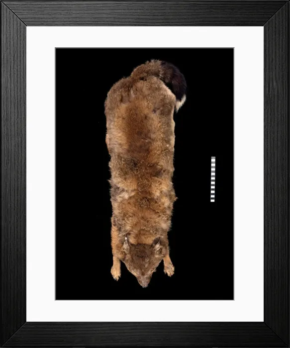 Framed Print : Dusicyon antarcticus, Falkland fox Framed Print : Dusicyon antarcticus, Falkland fox