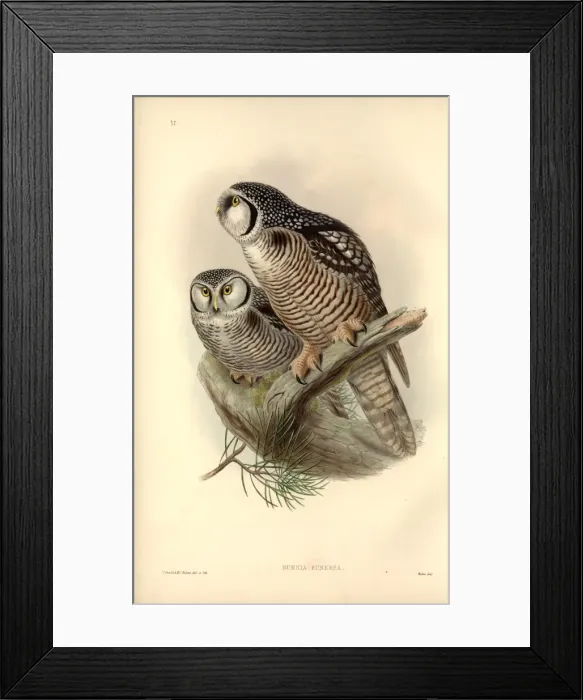 Framed Print : Surnia ulula, northern hawk owl Framed Print : Surnia ulula, northern hawk owl