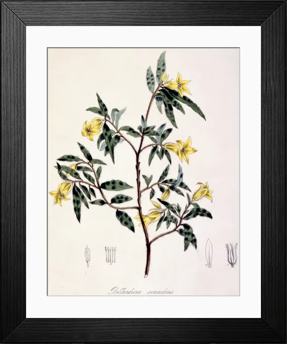 Framed Print : Billardiera scandens, apple-berry Framed Print : Billardiera scandens, apple-berry
