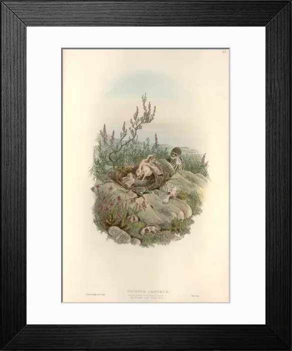 Framed Print : Cuculus canorus, common cuckoo chick Framed Print : Cuculus canorus, common cuckoo chick