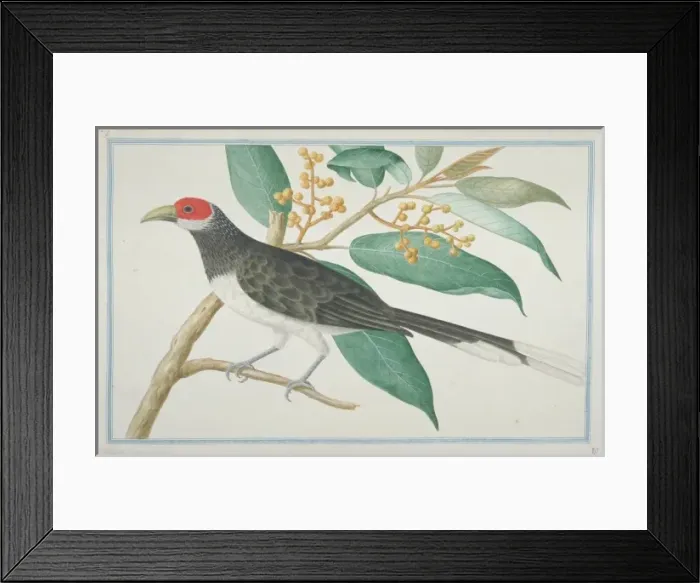 Framed Print : Phaenicophaeus pyrrhocephalus, red-faced malkoha Framed Print : Phaenicophaeus pyrrhocephalus, red-faced malkoha