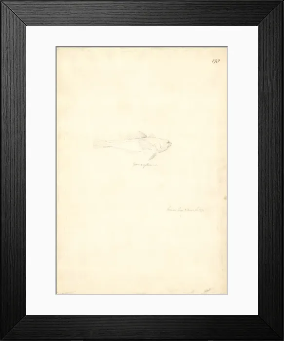 Framed Print : Cyanoramphus novaezelandiae, red-fronted parakeet Framed Print : Cyanoramphus novaezelandiae, red-fronted parakeet