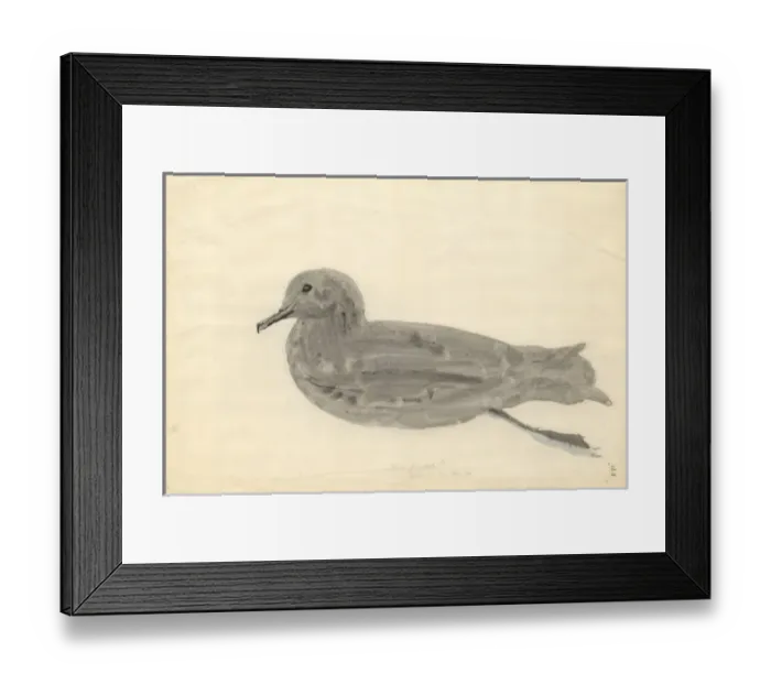 Framed Print : Puffinus griseus, sooty shearwater Framed Print : Puffinus griseus, sooty shearwater