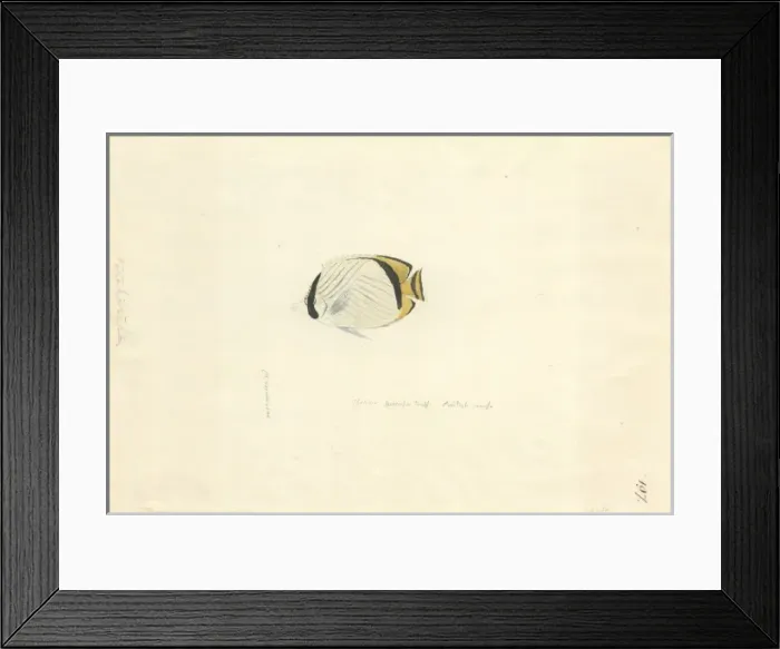 Framed Print : Chaetodon vagabundus, vagabond butterflyfish Framed Print : Chaetodon vagabundus, vagabond butterflyfish