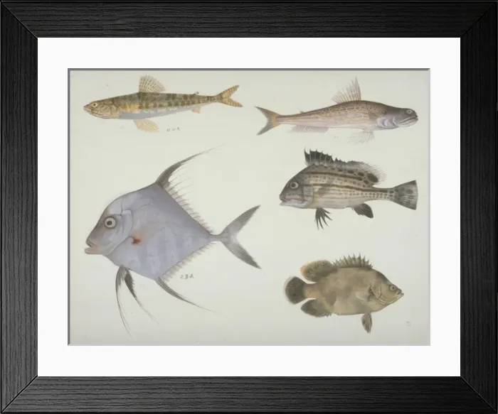 Framed Print : Plate 121 from the John Reeves Collection Framed Print : Plate 121 from the John Reeves Collection