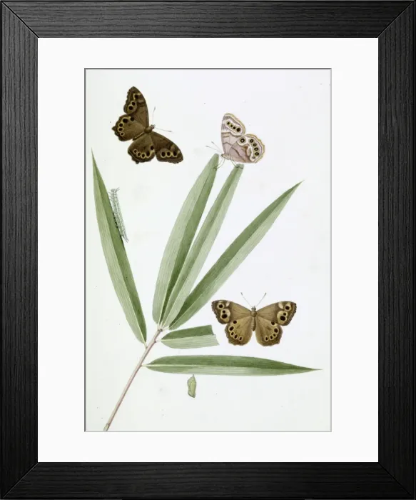 Framed Print : Papilio, red butterfly Framed Print : Papilio, red butterfly