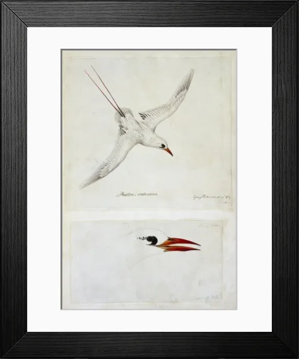 Framed Print : Phaethon rubricauda, red-tailed tropicbird Framed Print : Phaethon rubricauda, red-tailed tropicbird