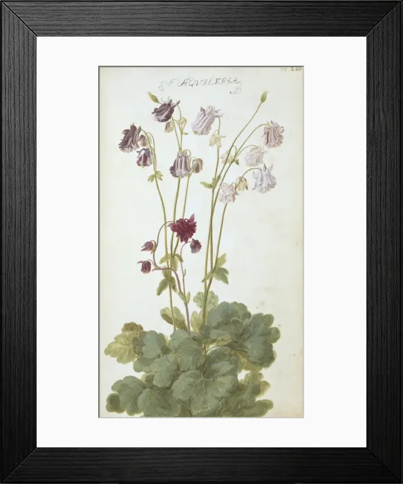 Framed Print : Aquilegia. Page 246 (247) from Flora Exotica (1720) by Johann Gottfried Simula Framed Print : Aquilegia. Page 246 (247) from Flora Exotica (1720) by Johann Gottfried Simula