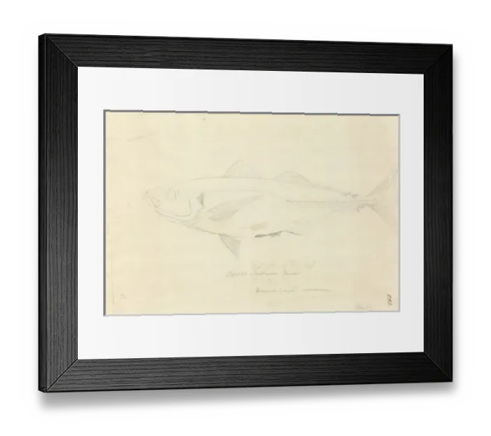 Framed Print : Trachurus declivis, greenback horse mackerel Framed Print : Trachurus declivis, greenback horse mackerel