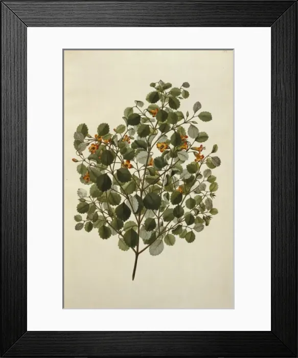 Framed Print : Rhabdothamnus solandri, matata Framed Print : Rhabdothamnus solandri, matata