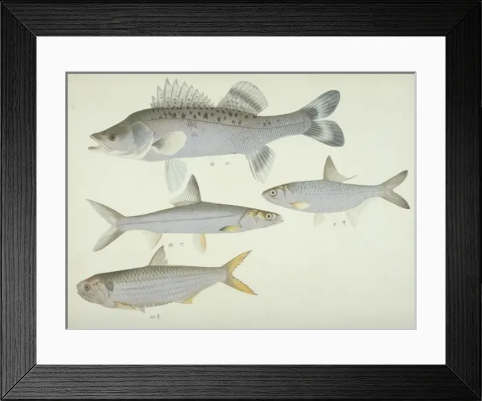 Framed Print : Plate 139 from the John Reeves Collection Framed Print : Plate 139 from the John Reeves Collection