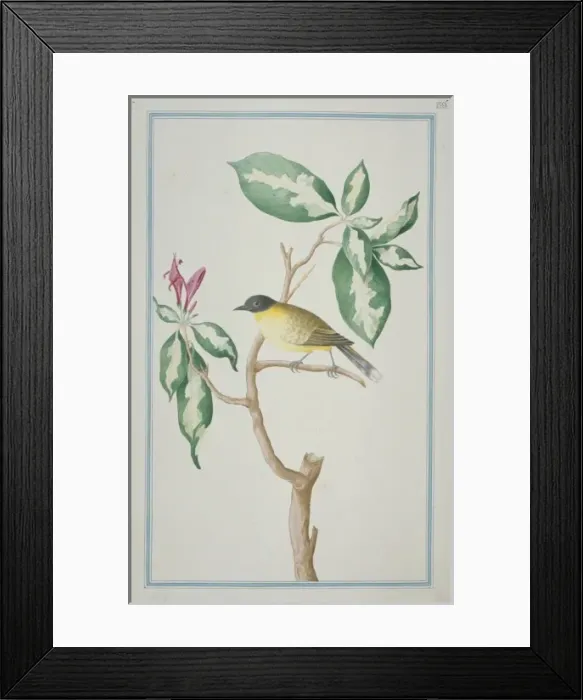 Framed Print : Pycnonotus melanicterus, black-crested bulbul Framed Print : Pycnonotus melanicterus, black-crested bulbul