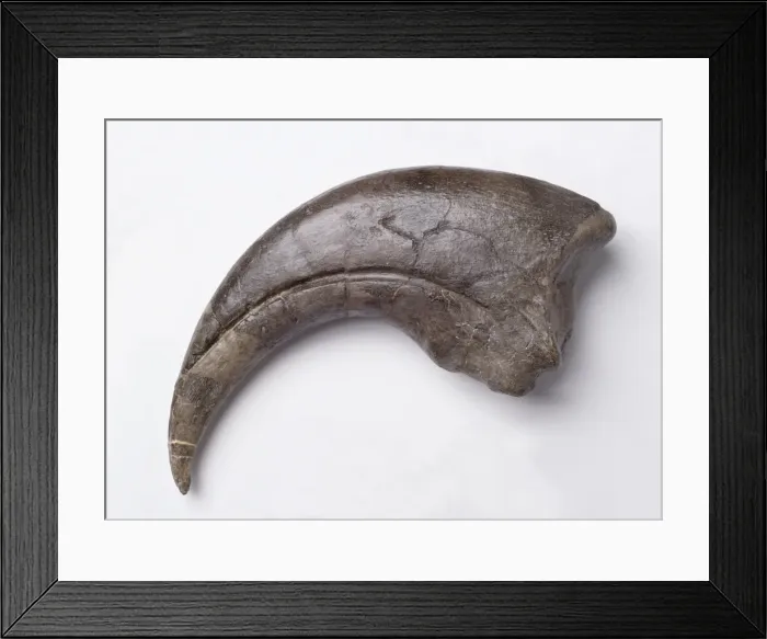 Framed Print : Baryonyx walkeri Framed Print : Baryonyx walkeri