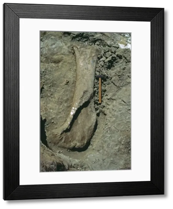 Framed Print : Sauropod excavation, 1982 Framed Print : Sauropod excavation, 1982
